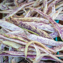 Vegetable Garden + Gift Seed Bundle Collection