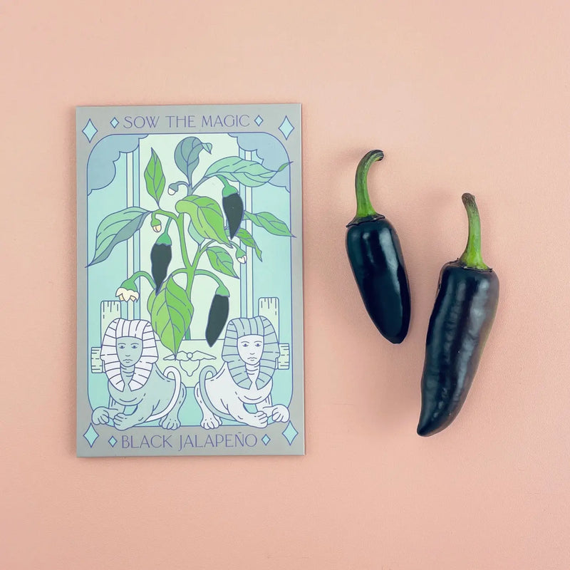 Black Hungarian Jalapeño Tarot Garden + Gift Seed Packet