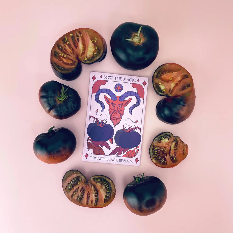 Black Beauty Tomato Tarot Garden + Gift Seed Packet