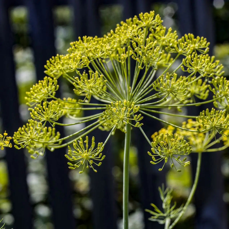 Herb Bundle Garden + Gift Seed Collection