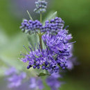 Flower Bundle Garden + Gift Collection