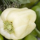 Vegetable Garden + Gift Seed Bundle Collection