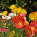 The Poppy Star Tarot Garden + Gift Seed Packet