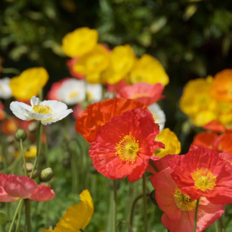 The Poppy Star Tarot Garden + Gift Seed Packet