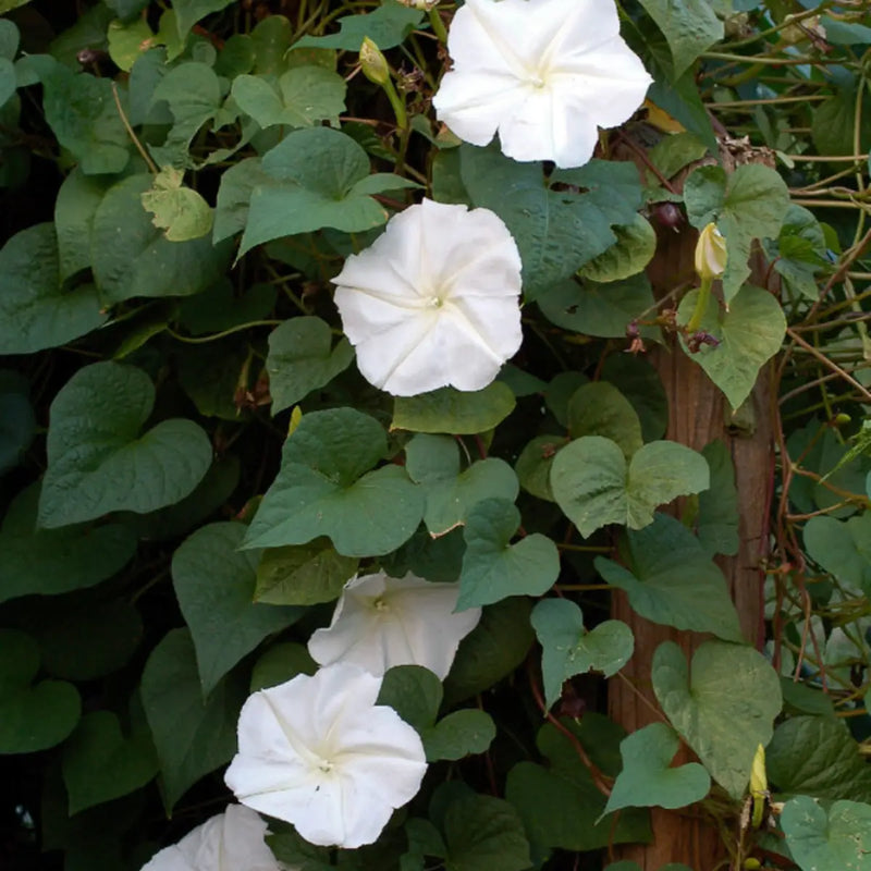 Moonflower (Does not ship to AZ) Garden + Gift Seed Packet