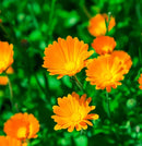 Calendula Tarot Garden + Gift Seed Packet
