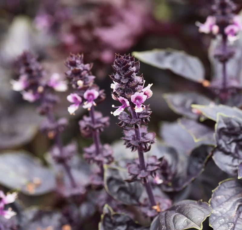 Purple Dark Opal Basil Tarot Garden + Gift Seed Packet